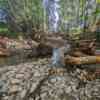 Salmon Returns on the Rise Thanks to Northshore Streamkeepers