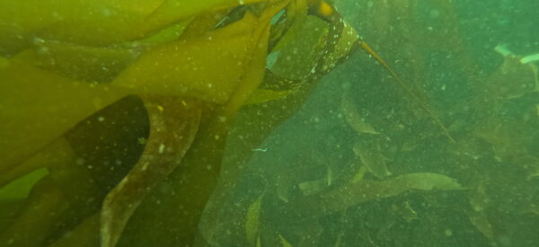 Growing a New Kelp Forest: Lynn Creek Restoration Project