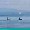 Slowing Ships to Protect Whale Habitats