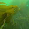 Growing a New Kelp Forest: Lynn Creek Restoration Project