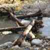 Building Ecosystems for North Shore Salmon