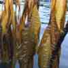 Kelp Restoration in the Salish Sea