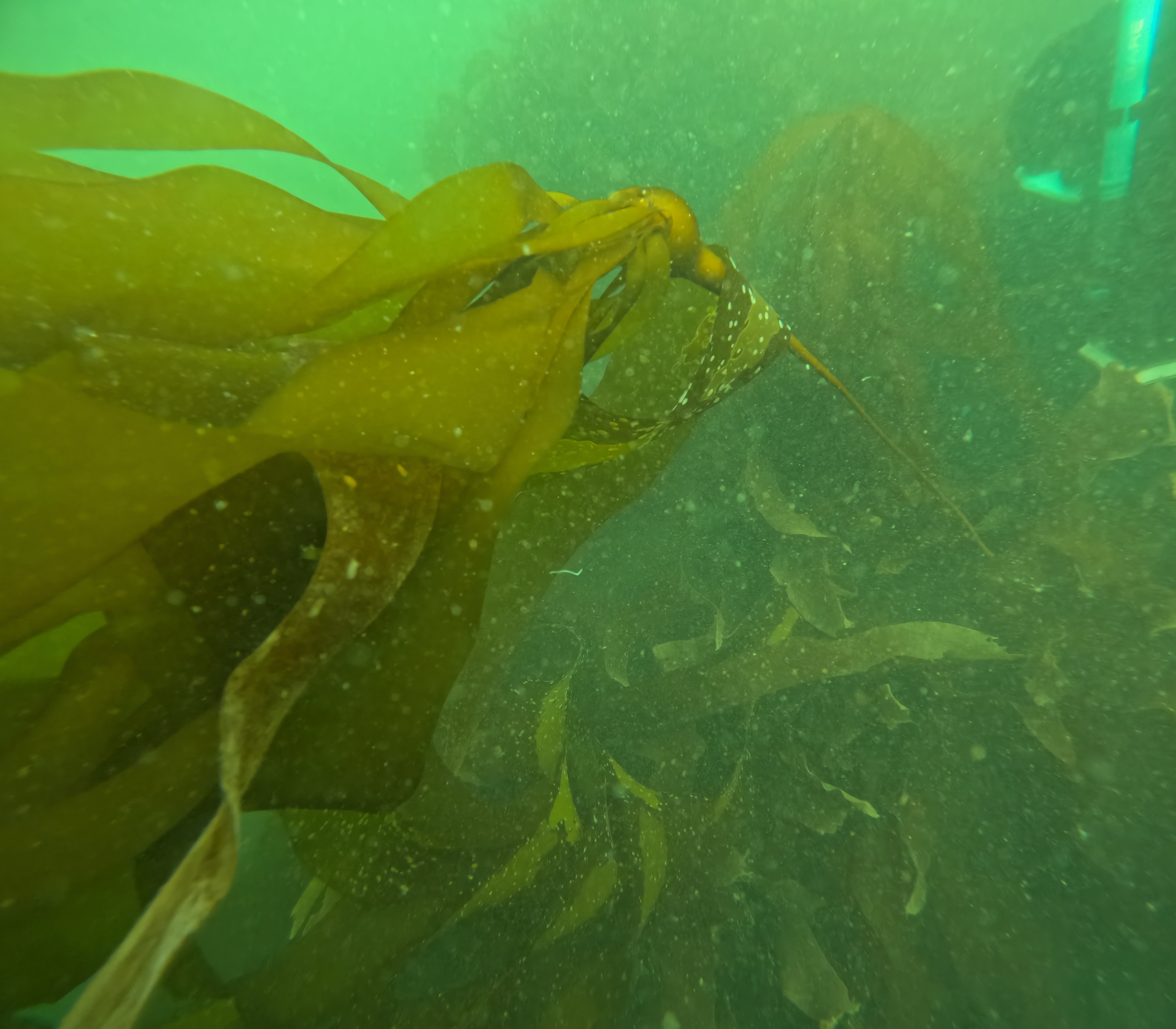 Adult bull kelp lynn creek may 2026
