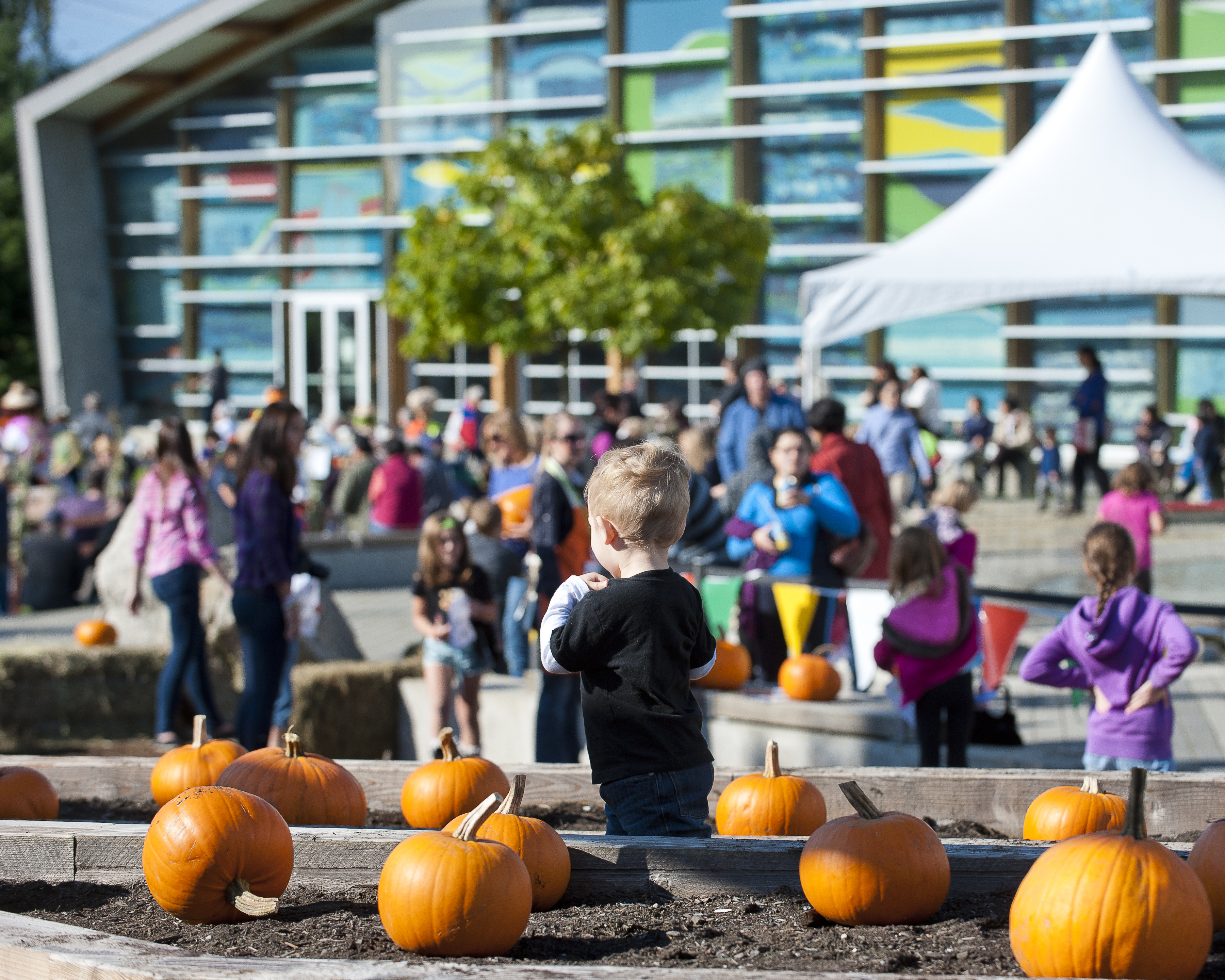 A child stands among pumpkins as families gather at PumpkinFest.
